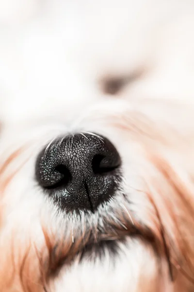 Hond neus — Stockfoto