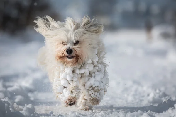 雪だるまマシン — ストック写真