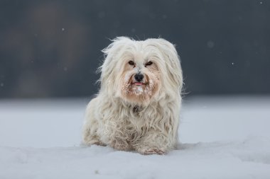 Küçük Havanese