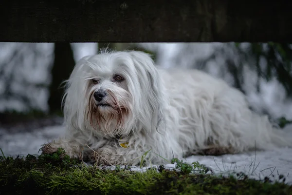 Havanese in the forest — Stock Photo, Image