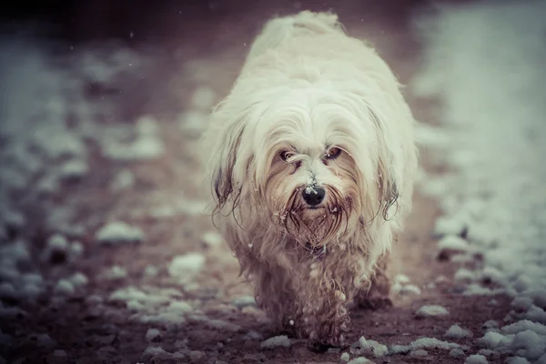 Bad-tempered — Stock Photo, Image