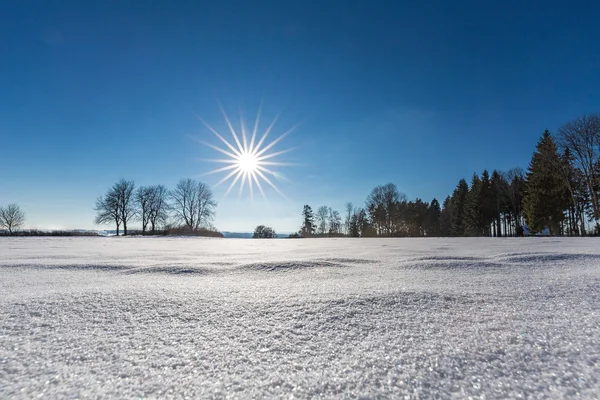 Winter in het zwarte bos — Stockfoto