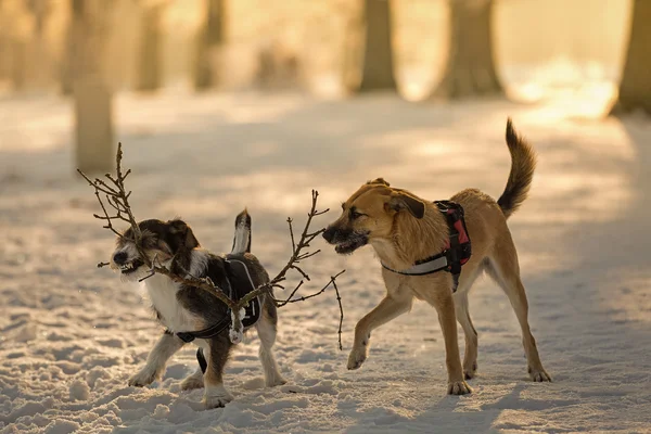 Hundar på lek i snön — Stockfoto