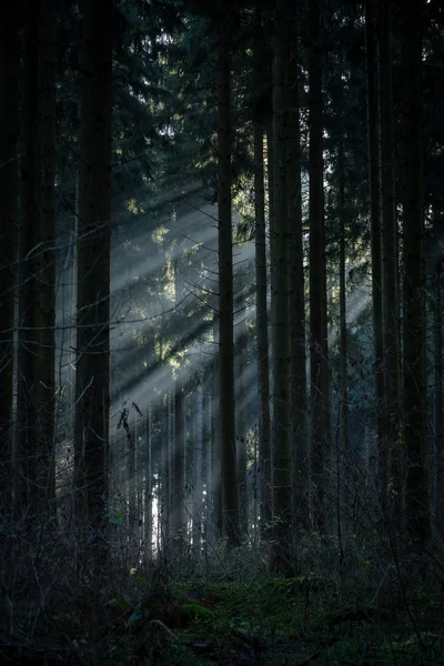 Solstråler i skogen – stockfoto