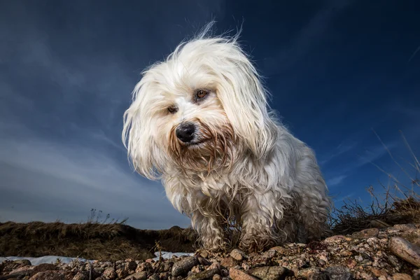 Açıkça bir Havanese — Stok fotoğraf