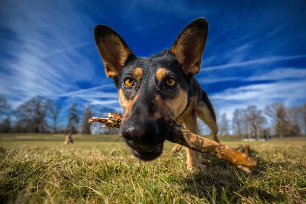 Dog with stick — Stock Photo, Image