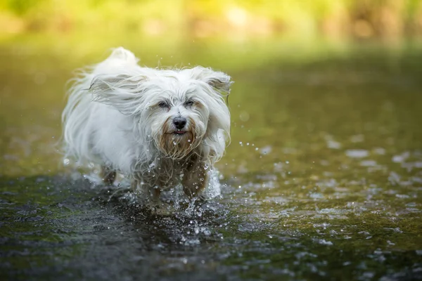 Sudaki köpek — Stok fotoğraf