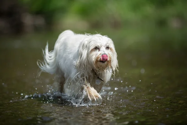 Everything good in the water — Stock Photo, Image