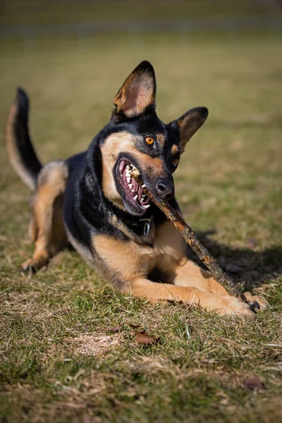 Harte Arbeit — Stockfoto