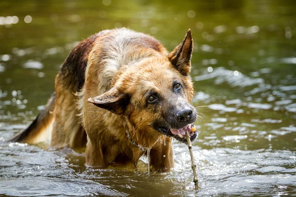 水のジャーマン ・ シェパード犬 — ストック写真