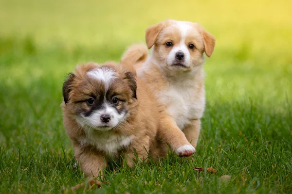 Cachorros curiosos — Fotografia de Stock