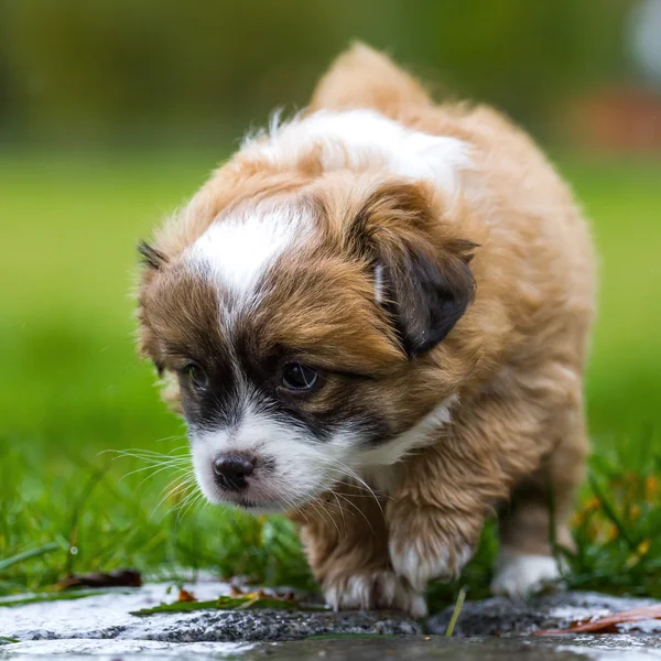 Непослушный щенок — стоковое фото