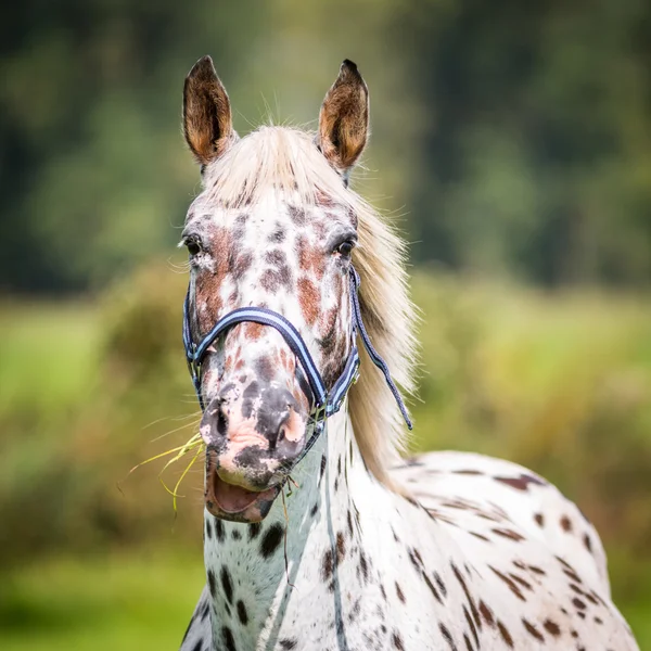 Hungry mare — Stock Photo, Image