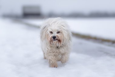 Havanese karda