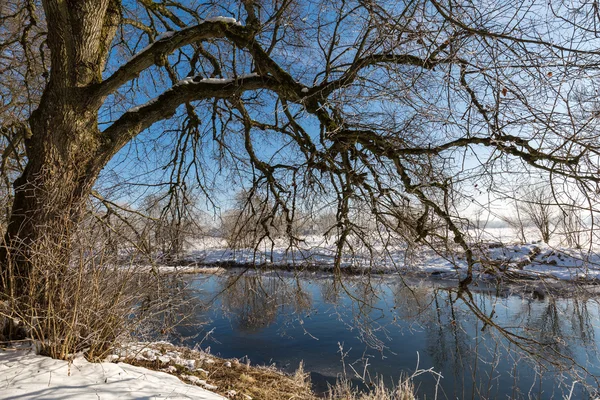 Árvore junto ao rio — Fotografia de Stock