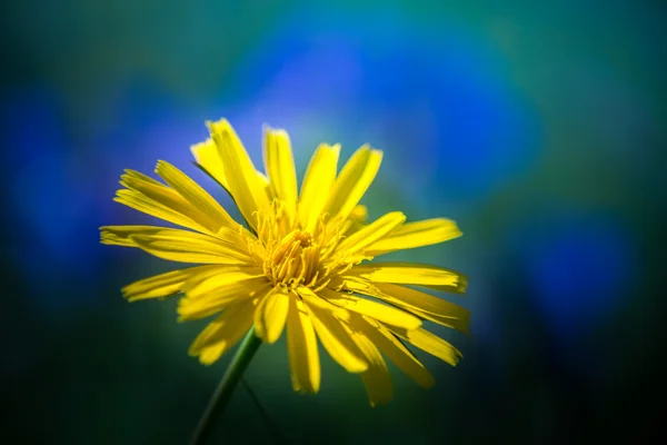 Magia para abejas — Foto de Stock