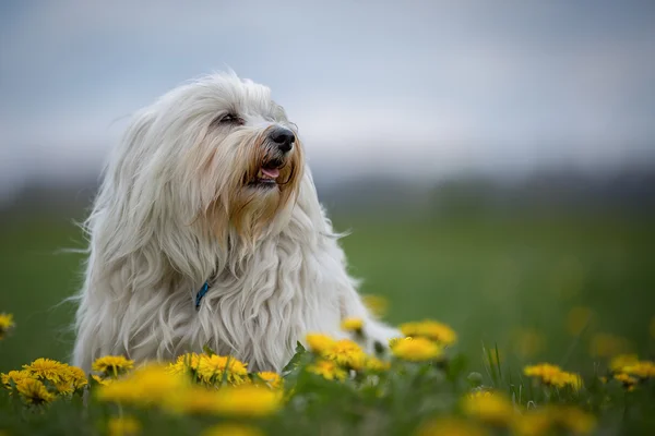 Paardebloem — Stockfoto