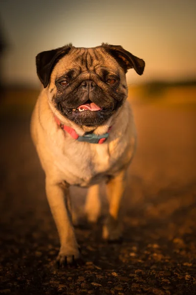 Příležitostné Mops — Stock fotografie