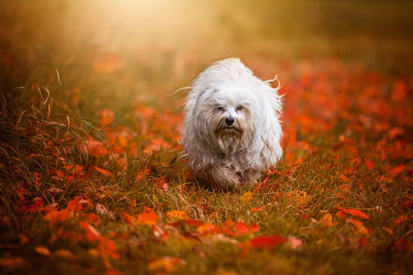 Hund i Höstljus — Stockfoto