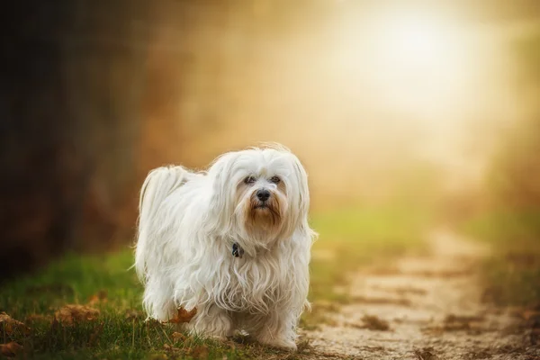 Köpek sonbahar ışık — Stok fotoğraf