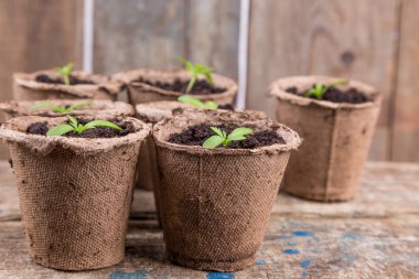 küçük yeşil tek yuvarlak tencere