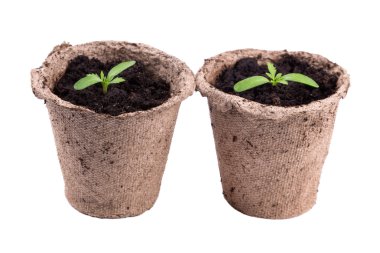 küçük yeşil tek yuvarlak tencere