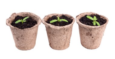 küçük yeşil tek yuvarlak tencere