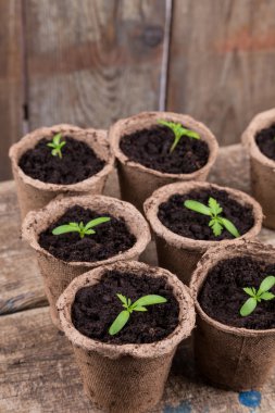 küçük yeşil tek yuvarlak tencere