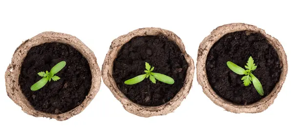 Kleine grüne Setzlinge in runden Töpfen — Stockfoto