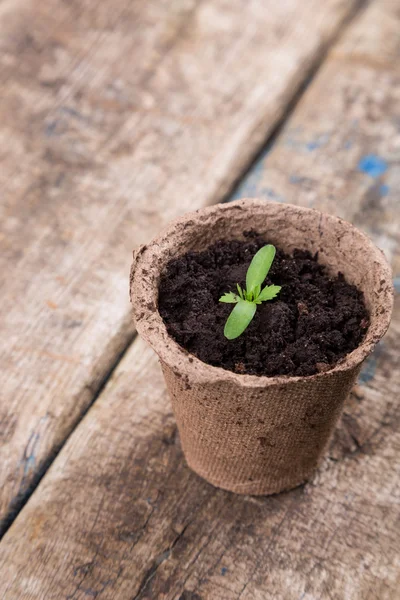 Kleine grüne Setzlinge in runden Töpfen — Stockfoto