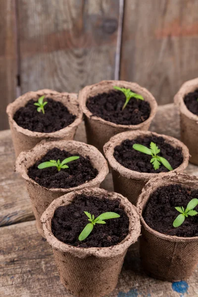 Kleine grüne Setzlinge in runden Töpfen — Stockfoto