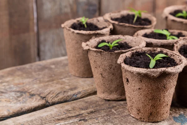 작은 녹색 seedings 라운드 냄비에 — 스톡 사진