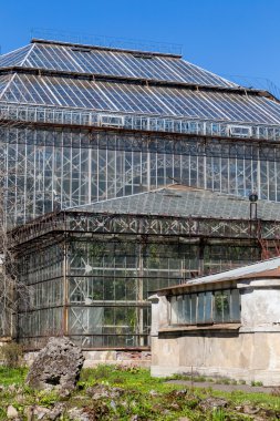 sankt-peterburg Botanik Bahçesi serada