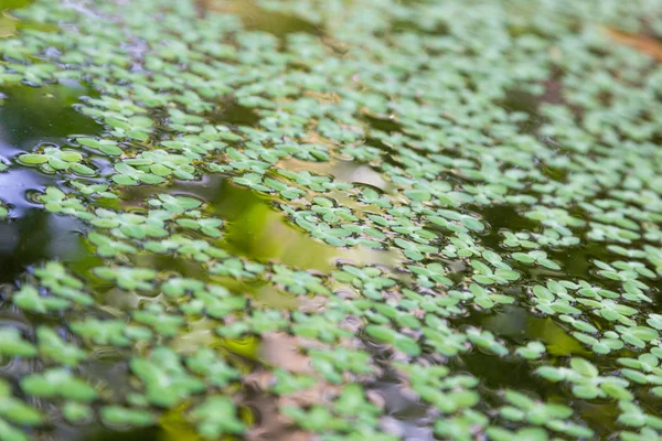 Closeup duckweed on water with reflection — Stock Photo, Image