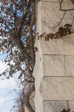 dikenler ve çiçeklerle taş ayağı üzerinde bitki