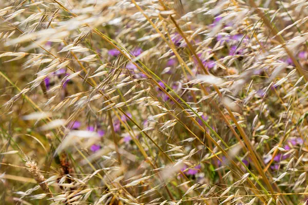Wildflowers and spikelets motion — Stock Photo, Image