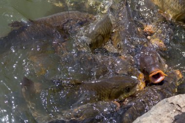 carps closeup içinde su altında besleme