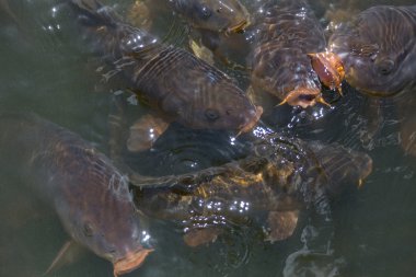 carps closeup içinde su altında besleme