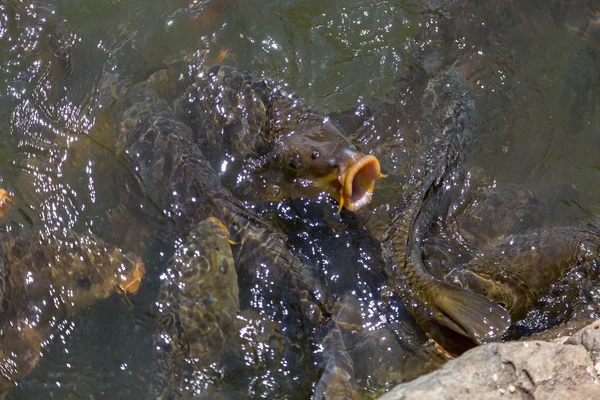 Carpes d'alimentation sous-marines en gros plan — Photo