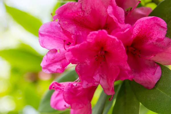 Garden flower in summer day — Stock Photo, Image