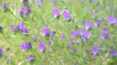 Pastel renklerde yabani renkli çiçekler. Bokeh yeşil çiçek arkaplanı. 
