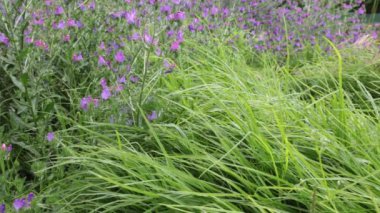 Pastel renklerde yabani renkli çiçekler. Bokeh yeşil çiçek arkaplanı. 