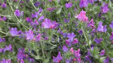 Pastel renklerde yabani renkli çiçekler. Bokeh yeşil çiçek arkaplanı. 