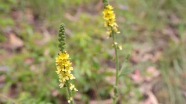 Pastel renklerde yabani renkli çiçekler. Bokeh yeşil çiçek arkaplanı. 