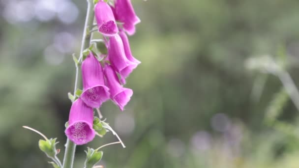 Dzikie Kolorowe Kwiaty Pastelowych Kolorach Bokeh Zielony Kwiat Tło — Wideo stockowe