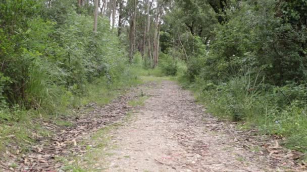 Dzika Droga Lesie Piasek Rośliny Świetle Dziennym — Wideo stockowe