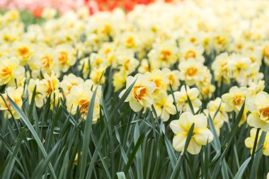 arka plan, posterler, araba için parlak renkli çiçek Narsistler