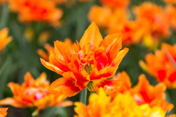 Flores coloridas brilhantes tulipas para fundo, cartazes, cartões — Fotografia de Stock