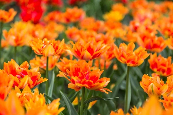 Flores coloridas brilhantes tulipas para fundo, cartazes, cartões — Fotografia de Stock