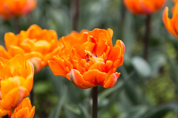 Bright colorful flowers tulips for background, posters, cards — Stock Photo, Image